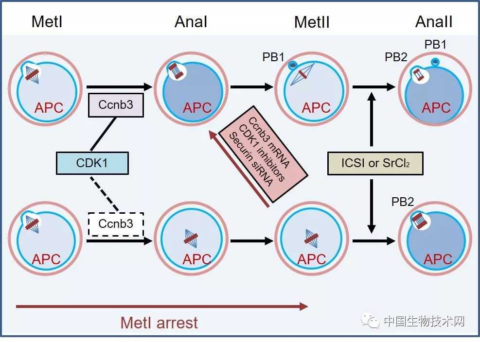 云南省鲁甸县人武部：组织无偿献血与造血干细胞采样志愿活动