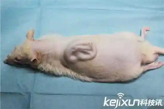 日本科学家培育长人脸老鼠：已经长出耳朵了