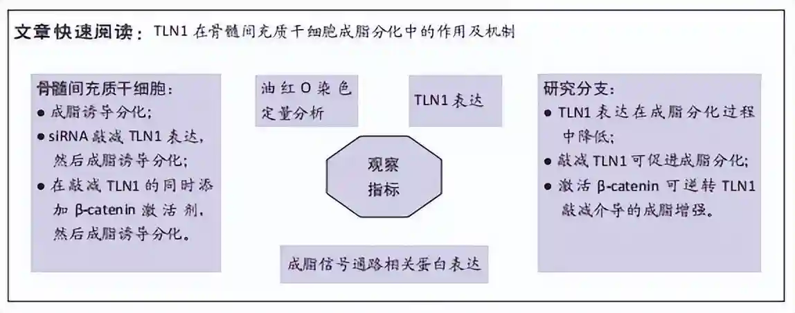 TLN1通过激活β-catenin信号通路负性调控骨髓间充质干细胞的成脂分化