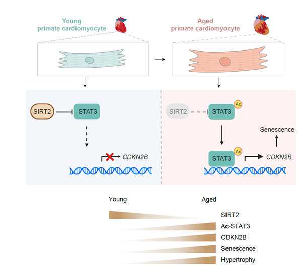 肠道微生物群在肝细胞癌发病机制中的作用