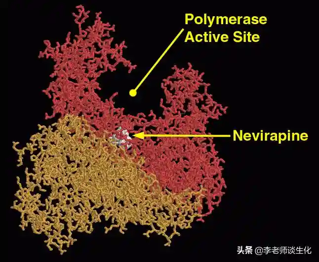 逆转录的过程与端粒复制