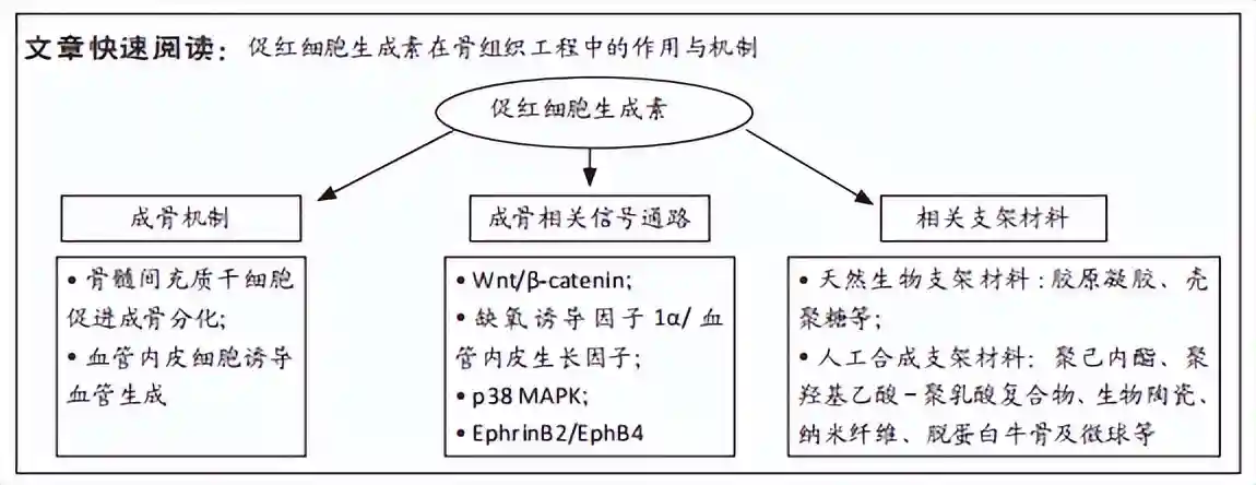 促红细胞生成素在骨组织工程中的应用及前景