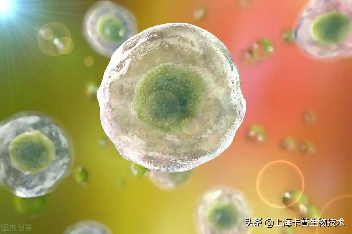 科学家描述了调控胚胎干细胞的机制